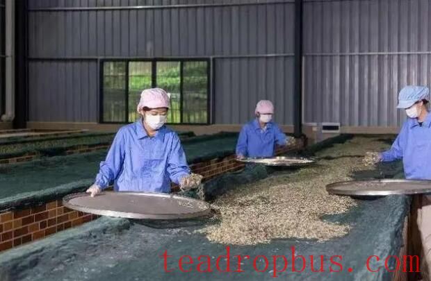Autumn Tea Harvest in Full Swing in Hongshan Town, Renhua, Shaoguan; the Scent of Tea Refreshes the Heart and Soul-3