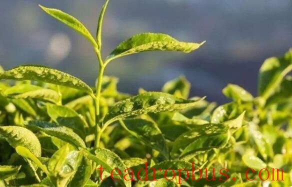 Countermeasures to Prevent Frost Damage in Tea Trees During Winter with Significant Temperature Drops-5