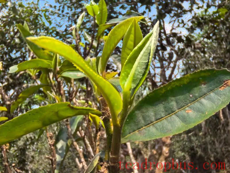 Tea King Festival: An Overview of the History and Culture of Menghai Pu'er Tea (Part Five)-1