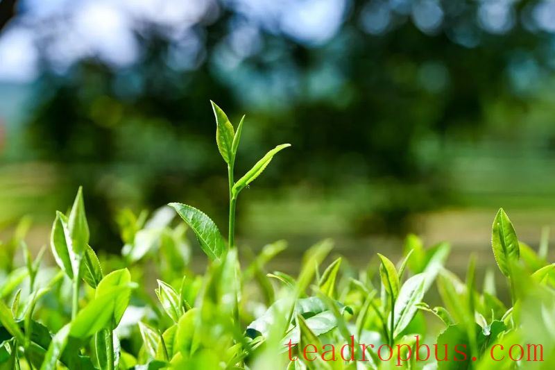 How is the Distinctive JiuLong DaBai Tea Cultivated and Processed?-2