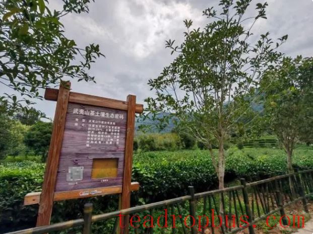 Fujian Wuyishan: Ecological Tea Gardens Move Forward into a New Era, Writing a New Chapter in Rural Revitalization-2