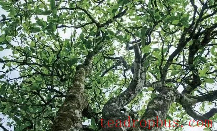 Wandering Through Jingdong's Time-Honored Ancient Tea Mountains: The Wuliang Mountains-7