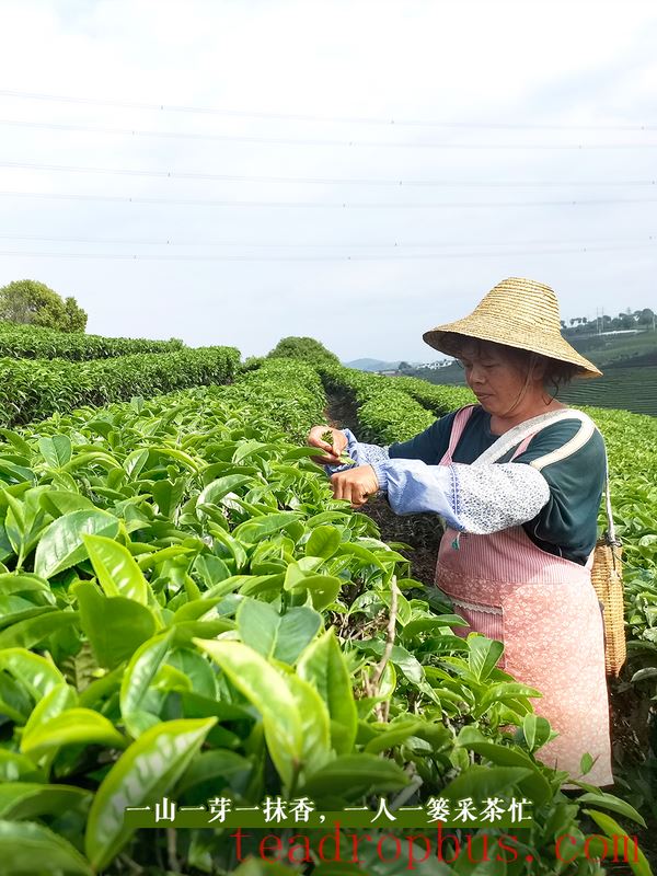 Tasting the Lingering Tea Aroma in Longlong Village, Yixiang Town, Simao District-2