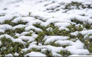 What are the impacts of meteorological disasters on the development of tea plants? With countermeasures included.-9