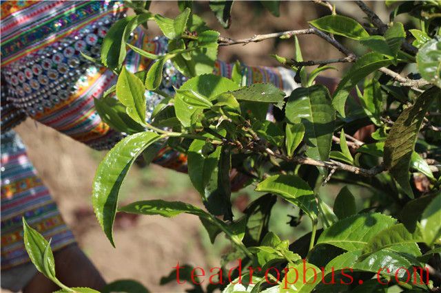 Where is the origin of Mansong Ancient Tree Tea?-1
