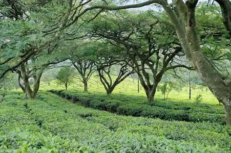 Summer Solstice Today! How Should Tea Gardens Cope with the Scorching Summer Heat?-2