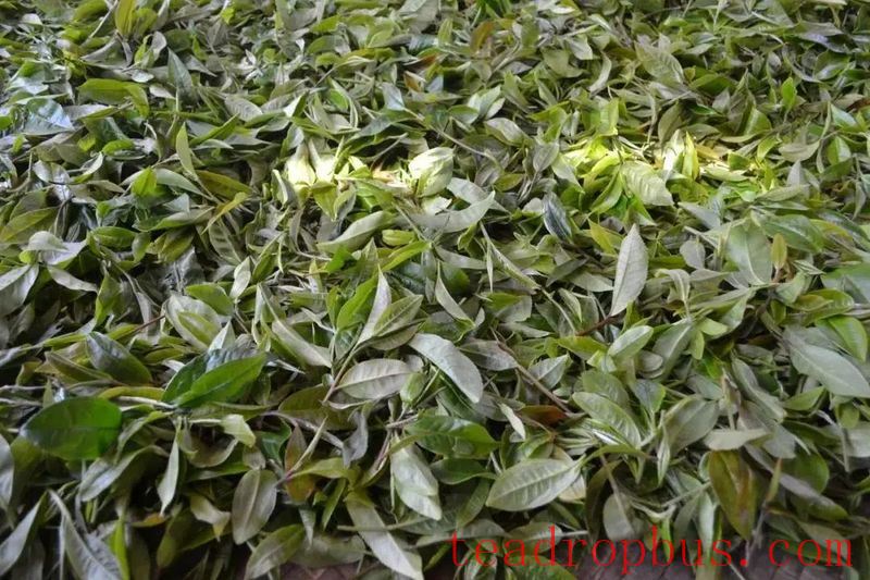 Is the withering efficiency of traditional black tea too low? What temperature is suitable for hot air withering?-2