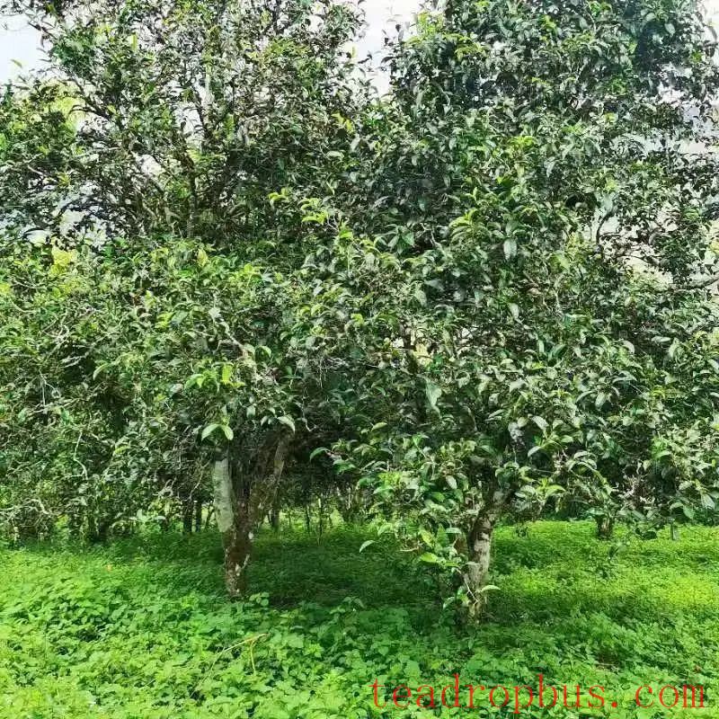 Busy Tea-Picking in Spring in Lancang; Manglang Town's Ancient Tea Trees Fragrant-2