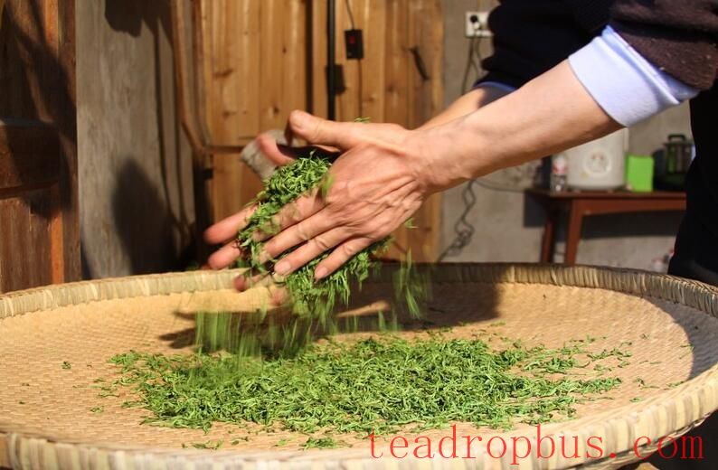 Green Tea Making Skills (Wujiatai Tribute Tea Making Skills from Xuan'en County)-1