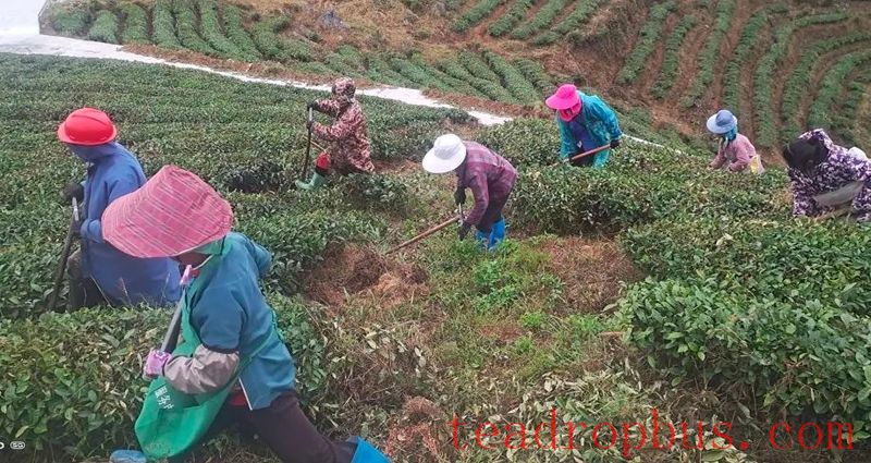 Winter Management Highlights: Tea Gardens Engaged in Autumn-Winter Management Training-13