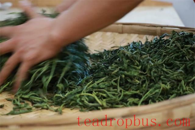 Pu'er Tea Production: The Metamorphosis of a Single Leaf-5
