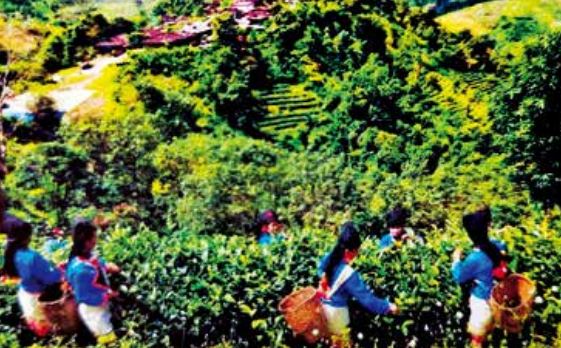 Pu'er Tea Famous Mountain: Buluo (Youle) Tea Mountain-2
