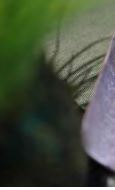 2008-2014: National Standards Established, Mountain Heads Emerge, Rediscovery of the Large-Leaf Variety (Part I)-4