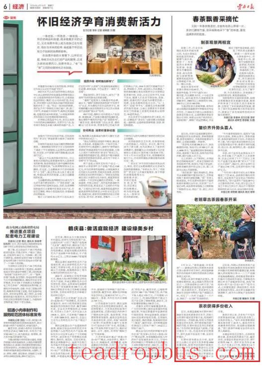 The Yunnan Daily Visits These Two Tea Mountains in Lincang-4