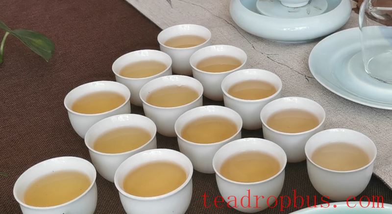 Can Tea Replace Water?-1