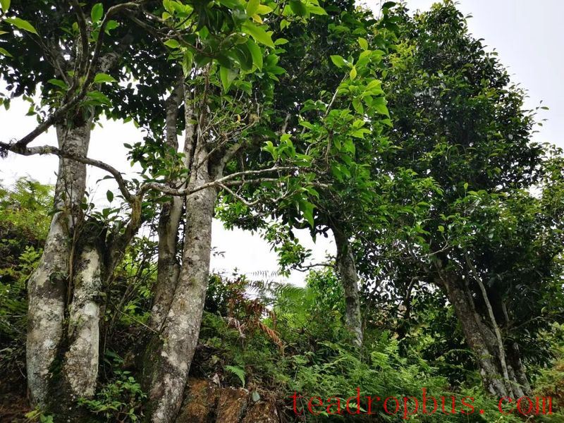 Mojiang Tea: The Taste of Time on the Leaves-3