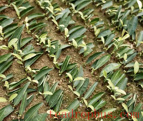 Albino Tea Propagation