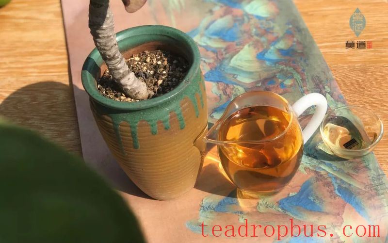 From Youth to Old Age, the Fluctuations of Time in the Aroma of Tea-4