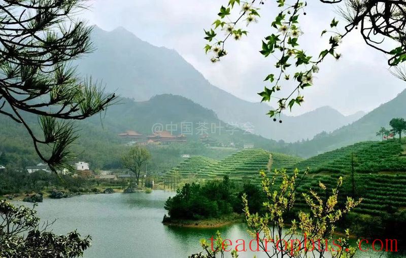 Intangible Cultural Heritage of Humanity: Traditional Chinese Tea Processing Skills - Green Tea Chapter ② —— Ju Rock Tea of Wuzhou, Purple Shoots Tea, Anji White Tea-2