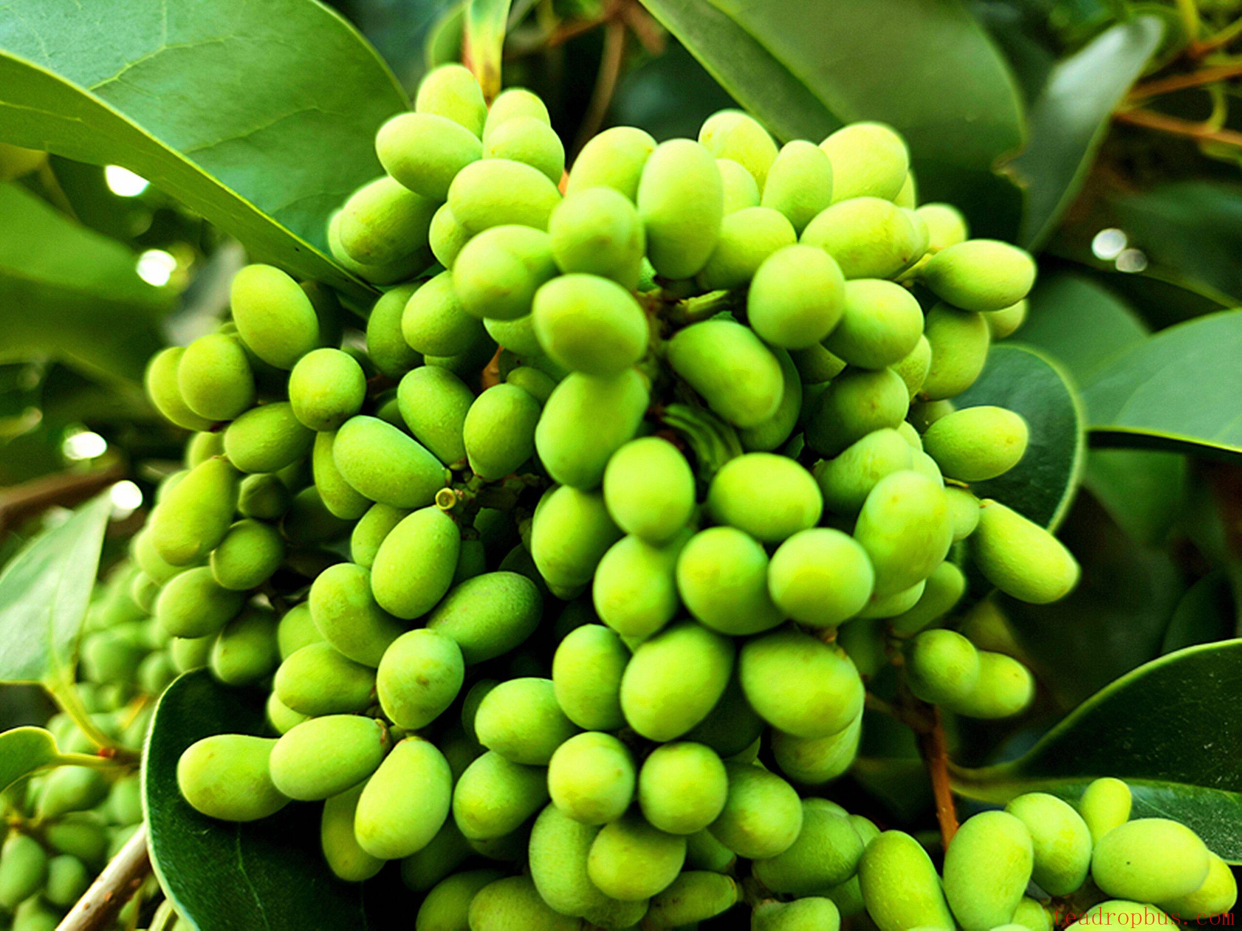 Barbarea and Ligustrum Berry Tea: The Secret of Natural Health Preservation-2