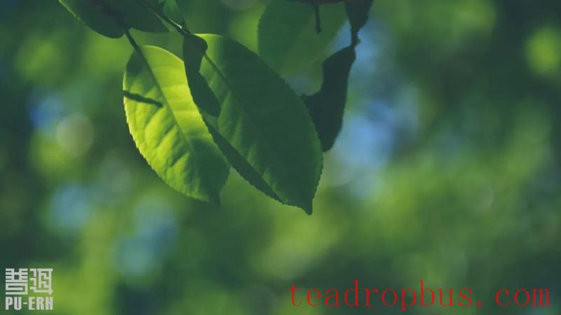 Talking Over a Cup of Pu'er: Exploring the Details of Pu'er Tea Production-1
