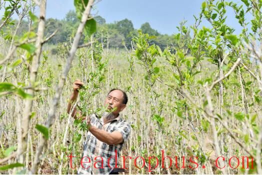 Changning: The Aroma of Wild Tea in Zhizhu Mountain-3