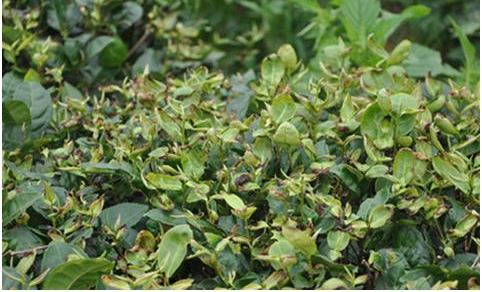 Current Green Control Measures for the Tea Green Leafhopper-1