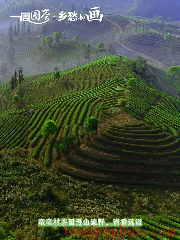 Tasting the Lingering Tea Aroma in Longlong Village, Yixiang Town, Simao District-1