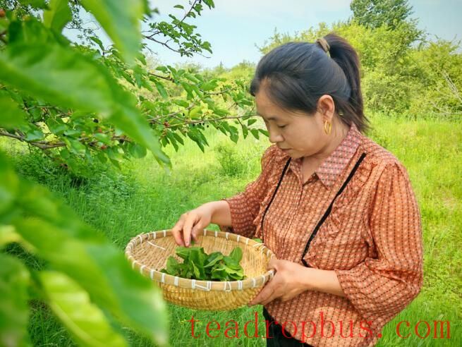 Kezuo Left Mid Banner, Inner Mongolia: Mulberry Leaf Tea Brings Prospects of Rural Revitalization-2