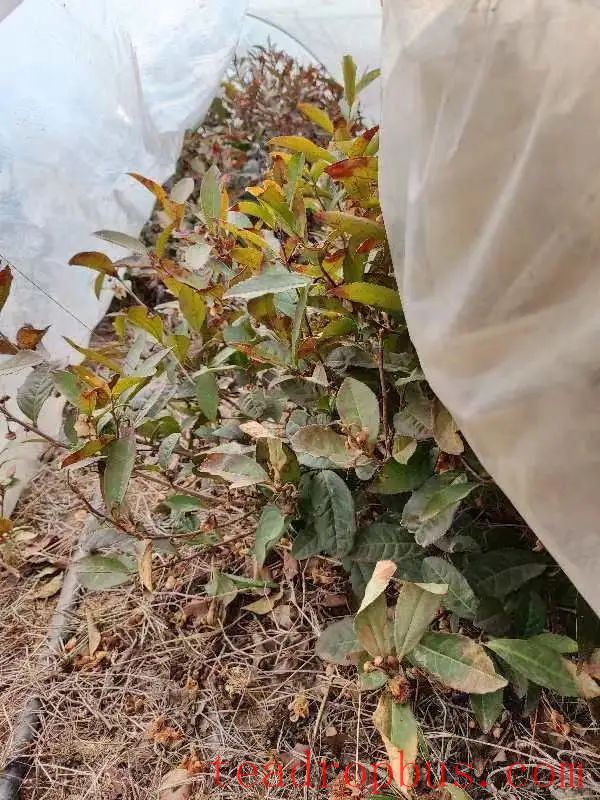 Spring 2025 Jiaozhou City Tea Garden Management Technical Guidelines-2