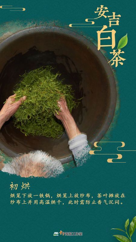 How is a high-quality Anji White Tea born?-4