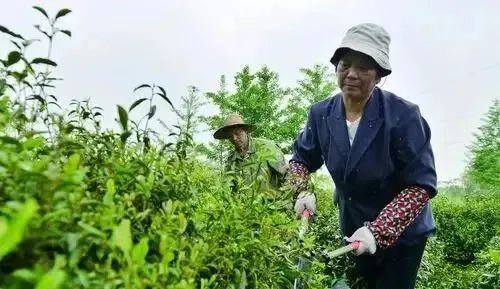 A Few Things About Tea Tree Pruning-2
