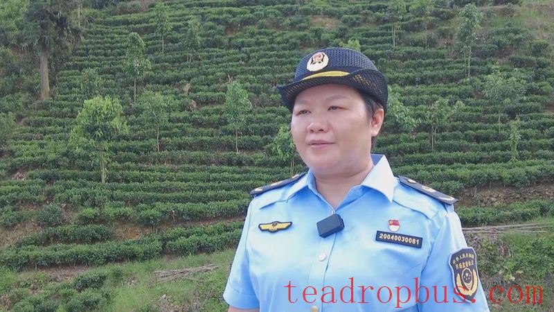 Wuzhou: Quality Brands Empower the Upgraded Development of Liubao Tea Industry Chain-8
