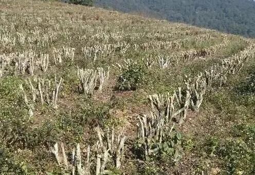 Scientific Fertilization Guidance for Tea Trees in the Autumn and Winter of 2025-7