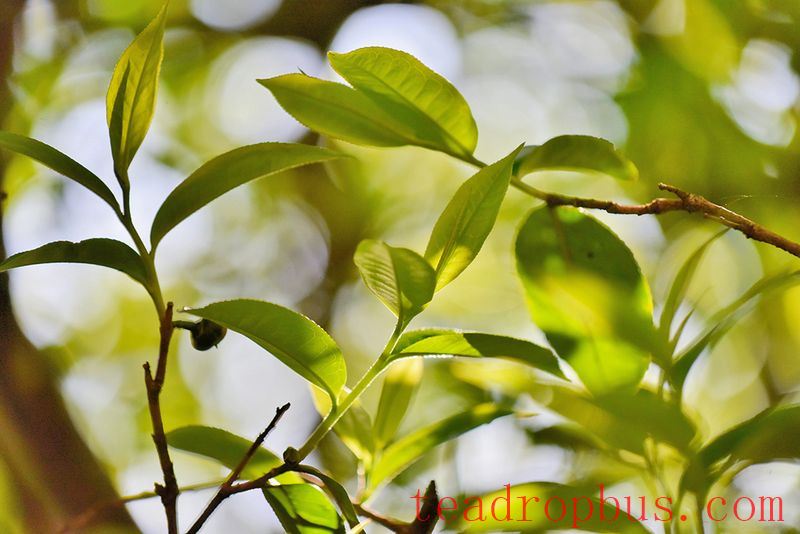Cangjiang River Brings Life to Spring Tea; Original Ancient Trees are 