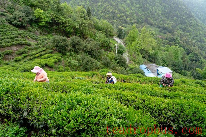 Tuanshan Village: The Mountains Bloom with 
