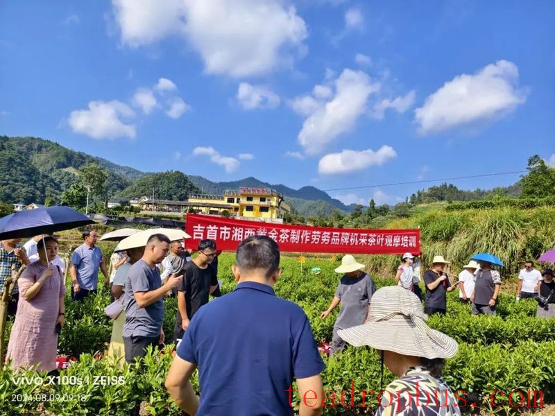 Jishou City Endures Scorching Sun and Intense Heat; Tea Training Proceeds Vigorously-1