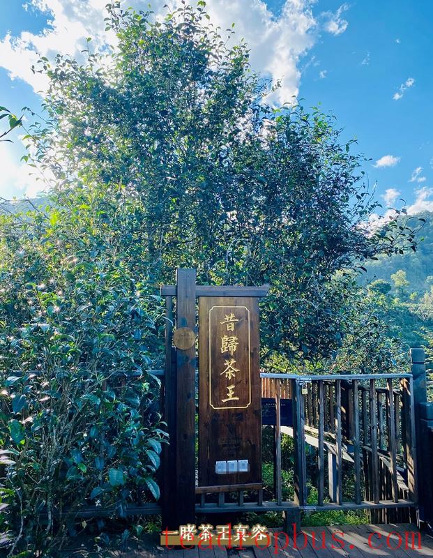 To Xigui, Brew a Pot of Fine Tea and Watch the Sea of Clouds-8