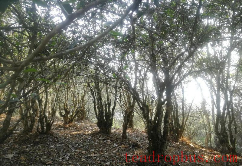 A Walk in the Tea Region of Tianba · Sanhe Society, Yiwu Village, Mengla County, Xishuangbanna Dai Autonomous Prefecture-3