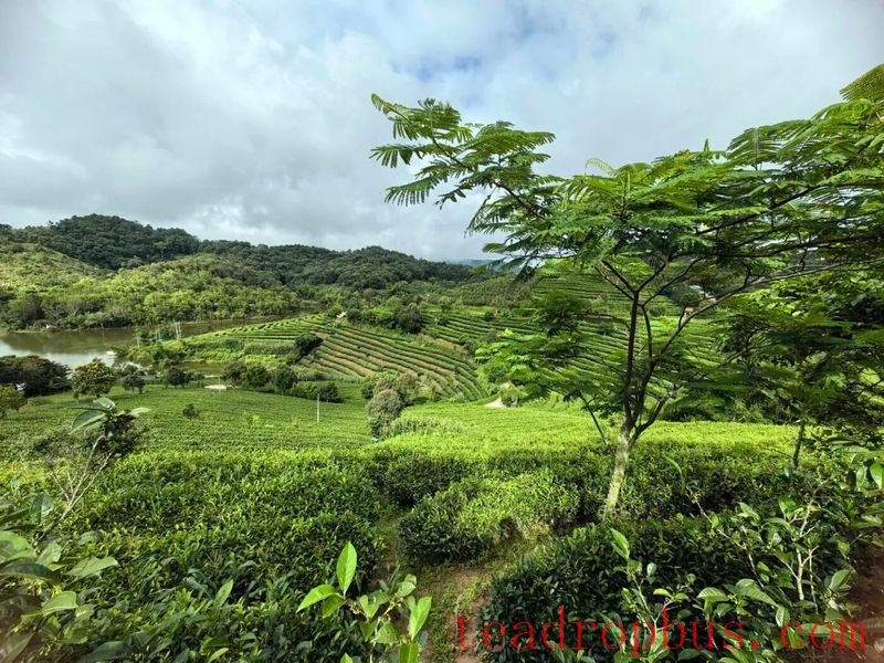 Puer Simao: A Single Leaf Thrives an Industry, Tea Fragrance Enriches the Mountains and Villages-4