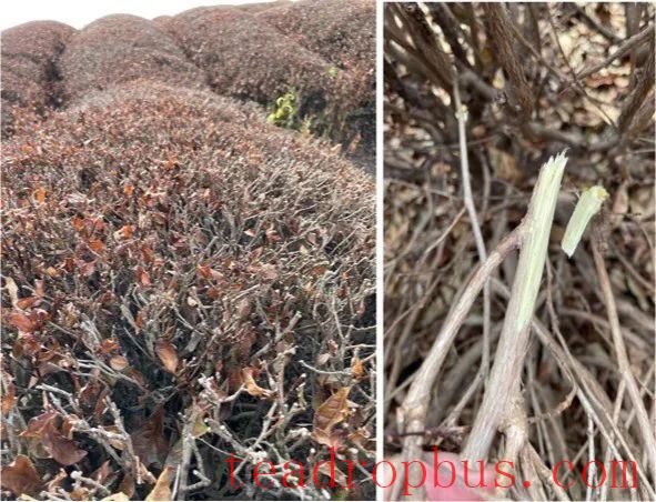 Tea Garden Coping Strategies Under Extreme High Temperature and Drought Disasters (Part I)-3