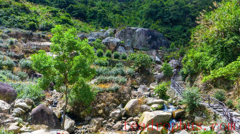 Wei Yin Tea Estate: Zen in the Aroma of Tea-5