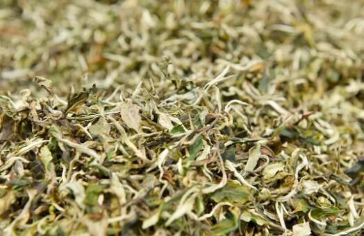 Changning: The Aroma of Wild Tea in Zhizhu Mountain-7