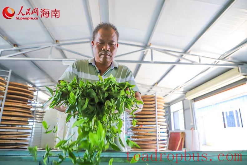 Wuzhishan, Hainan: Green Mountains and Clear Waters Nurture 