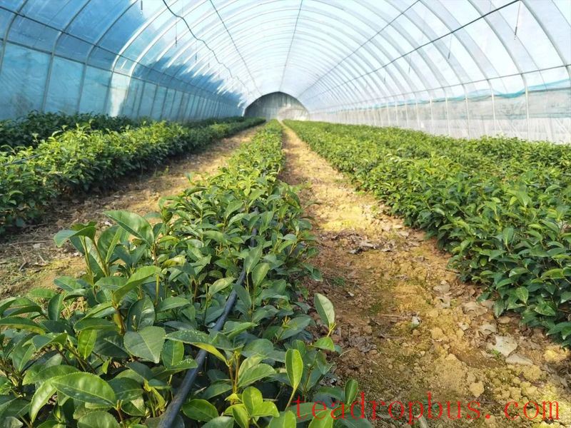 Qingdao Haiqing Tea 2025 Spring Tea Garden Management Technical Guidance-2
