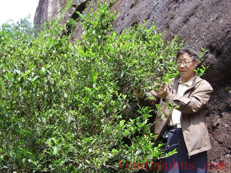 After 60 Years of Devotion to Tea, What Does Intangible Cultural Heritage Master Ye Qitong Consider as Legacy?-3