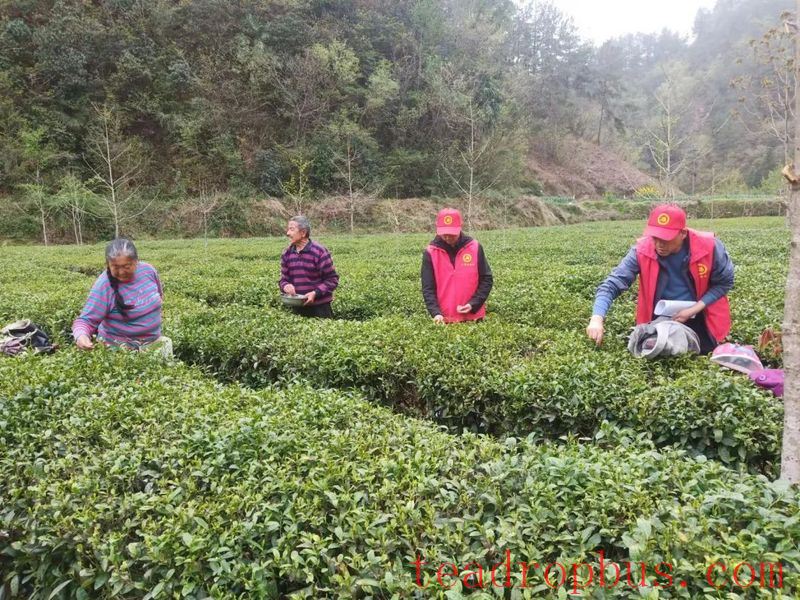 Xixiang County Charts a Prosperous Path by Developing its Tea Industry-1