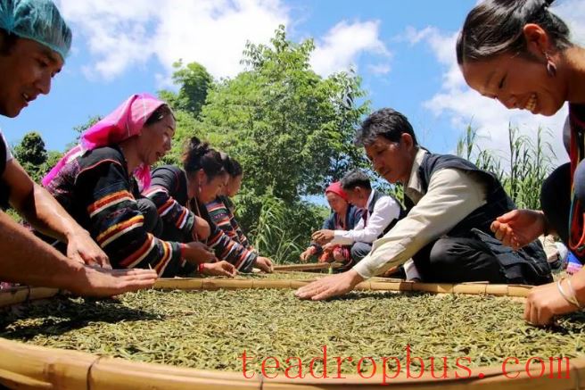 The National Times Focuses on Menghai: Crafting the Tea Narrative Together for Shared Happiness-2