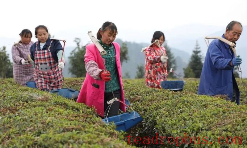 What You Need to Know About Tea Garden Management After Drought Relief-4