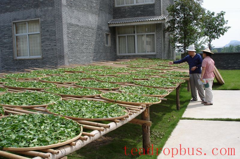 Intangible Cultural Heritage of Humanity: Traditional Chinese Tea Processing Skills - Oolong Tea Chapter — Wuyi Rock Tea (Da Hongpao)-4
